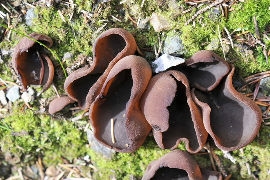 Cup fungi Peziza badia in a forest