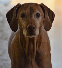 Fototapeta premium Good Vizsla