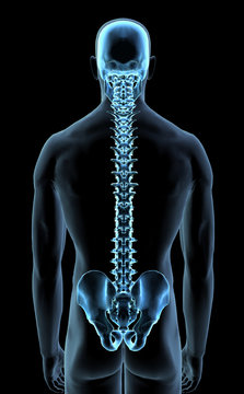 Blue X-ray Man with Skull and Vertebral Spinal Column, Rear View
