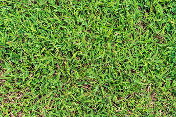 Green grass texture