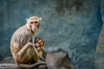 Mother of newborn monkey breastfeeding