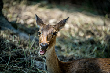 Image of Eld's deer