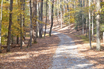 Trail through forest showing fall foliage
