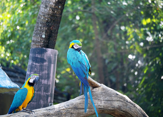 Group of macaws relaxing with blur background.