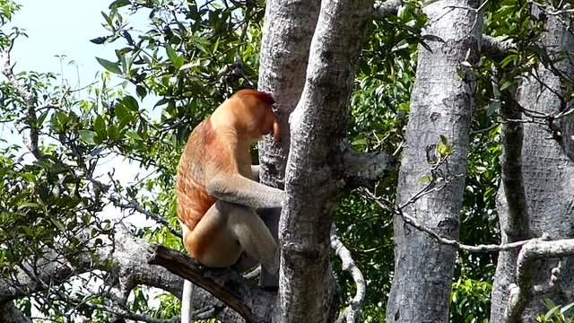 Male Proboscis monkey (Nasalis larvatus) sitting on a tree in Labuk Bay, Sabah, Borneo, Malaysia. Proboscis monkeys are endemic to the island of Borneo.