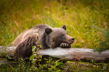 Wild Grizzly Bear sleeping on a log in Banff National Park in the Canadian Rocky Mountains - obrazy, fototapety, plakaty