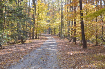 Trail through fall foliage in Virginia forest
