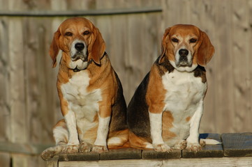 Pair of fat beagle sisters resting