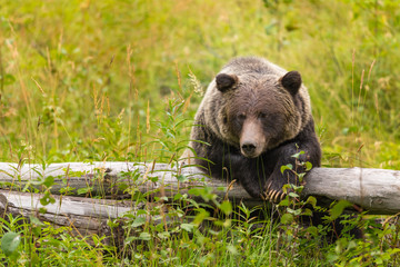 Fototapeta premium Wild Grizzly Bear in Banff National Park in the Canadian Rocky Mountains