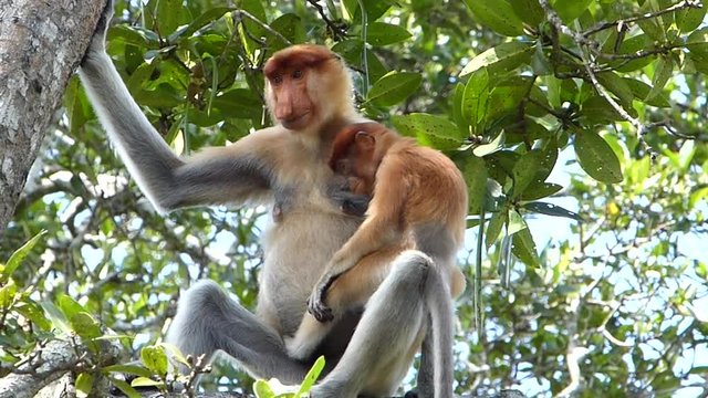 Female Proboscis monkey (Nasalis larvatus)with a baby sitting on a tree in Labuk Bay, Sabah, Borneo, Malaysia. Proboscis monkeys are endemic to the island of Borneo.