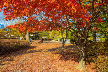 대전 현충지 주변의 가을
