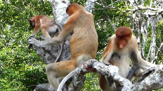 Proboscis monkeys (Nasalis larvatus) sitting on a tree in Labuk Bay, Sabah, Borneo, Malaysia. Proboscis monkeys are endemic to the island of Borneo.