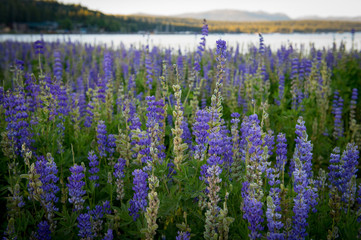 Naklejka premium Lake Tahoe