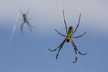 black and yellow spider in it's web