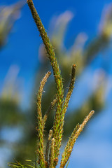 pine branch against the sky 