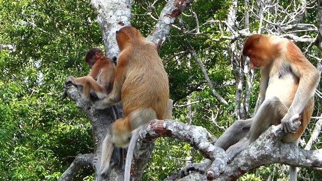 Proboscis monkeys (Nasalis larvatus) sitting on a tree in Labuk Bay, Sabah, Borneo, Malaysia. Proboscis monkeys are endemic to the island of Borneo.