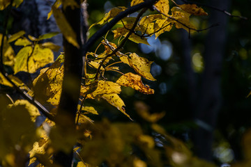 Tree branches in autumn forest. Natural background.