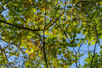 Tree branches in autumn forest. Natural background.