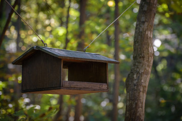 Bird feeder in the autumn forest