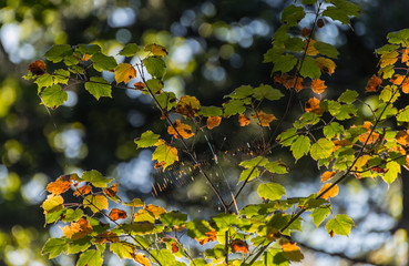 Tree branches in autumn forest. Natural background.