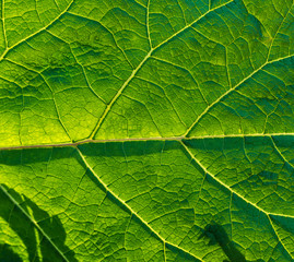 Green leaf burdock as background. Selective focus.