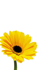 黄色い花　ガーベラ（背景なし）