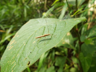 ニセヒメクモヘリカメムシ