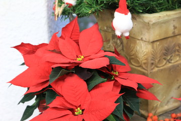 ポインセチア