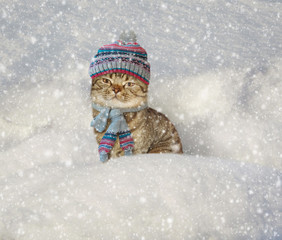 The cat is sitting in a snowdrift. Cat wearing a hat and scarf. Snowing