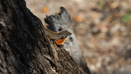 Brown Anole Lizard On A Tree, Tavernier, Key Largo, Florida