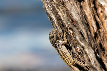 Brown Anole Lizard On A Tree, Tavernier, Key Largo, Florida
