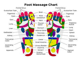 Stock Vector Illustration: Foot reflexology chart with accurate description of the corresponding internal organs and body parts. Vector illustration on black background. anatomy