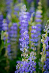 Lupine