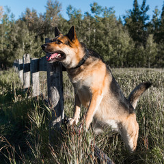Farm Dog