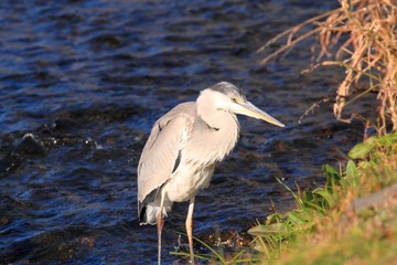 Grey Heron (Ardea cinerea) in Japan