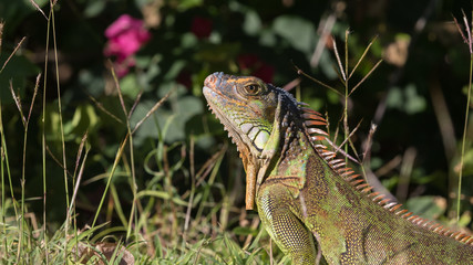 Green Iguana, Tavernier, Key Largo, Florida