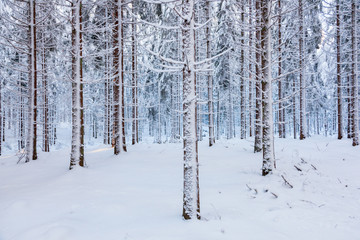 Spruce with snow on trees