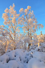 Birch trees in winter forest