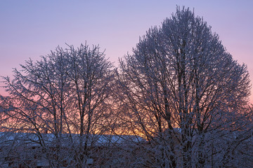 Dawn Light in the trees with frost