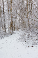 Forest path through the snow