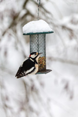 Great Spotted Woodpecker at a bird feeder in the forest