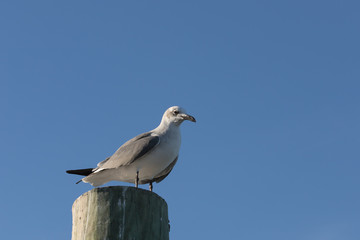 Laughing Gull, Tavernier, Key Largo, Florida