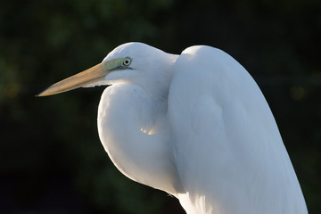 Great Egret, Tavernier, Key Largo, Florida