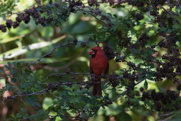 Northern Cardinal On A Tree, Eating Seeds, Tavernier, Key Largo,