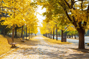 현충사 은행나무길