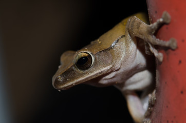 Polypedates leucomystax have beautiful eyes.
