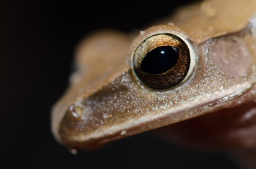 Polypedates leucomystax have beautiful eyes.