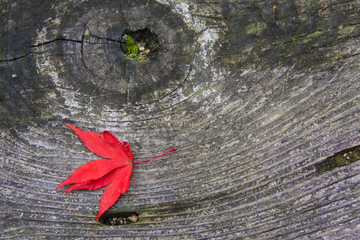 Mapple leaf on wood