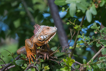 Green Iguana, Tavernier, Key Largo, Florida