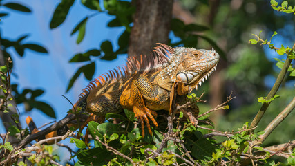 Green Iguana, Tavernier, Key Largo, Florida
